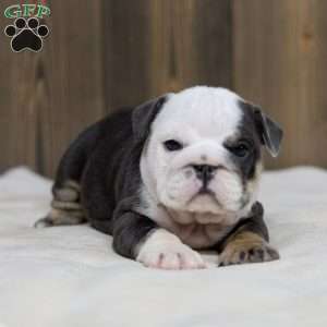 Misty Harbor, English Bulldog Puppy